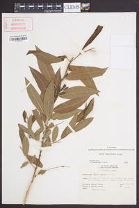 Salix caroliniana image