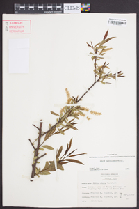 Salix caroliniana image