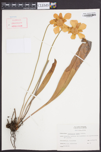 Sarracenia minor image