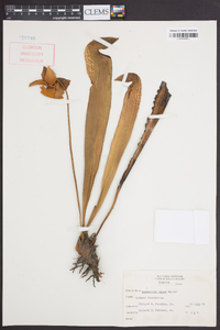 Sarracenia minor image