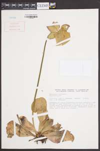 Sarracenia purpurea image