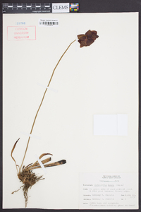 Sarracenia rubra image