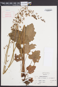 Heuchera americana image