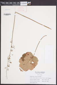 Heuchera americana image