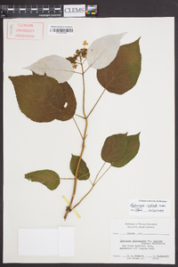 Hydrangea radiata image