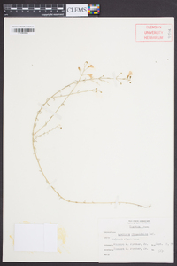 Agalinis obtusifolia image