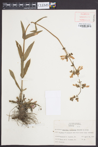 Penstemon laevigatus image