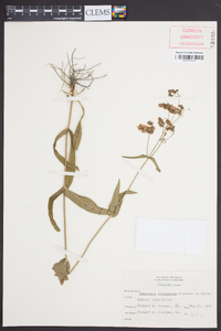 Penstemon laevigatus image