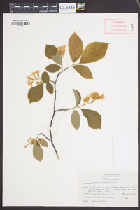 Styrax grandifolius image