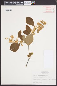 Styrax grandifolius image