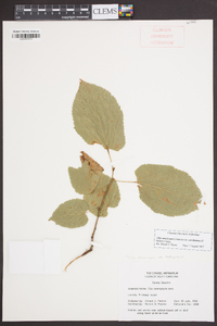 Tilia americana var. caroliniana image