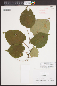 Tilia americana var. caroliniana image