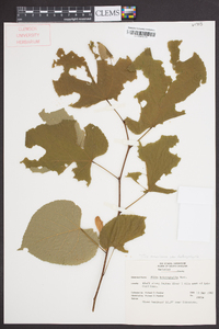 Tilia americana var. heterophylla image