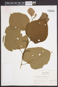 Tilia americana var. heterophylla image