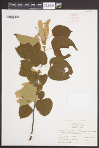 Tilia americana var. caroliniana image