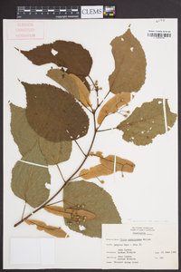 Tilia americana var. caroliniana image