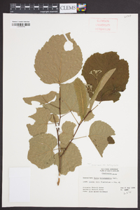 Tilia americana var. heterophylla image