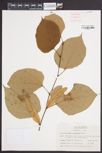 Tilia americana var. caroliniana image