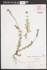 Glandularia pulchella image