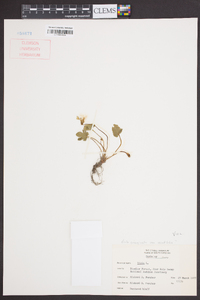 Viola emarginata var. acutiloba image