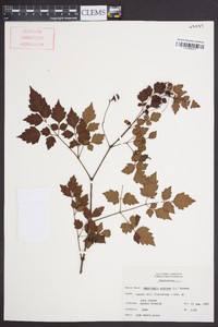 Ampelopsis arborea image