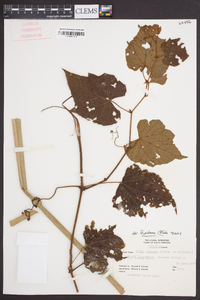 Vitis cinerea image