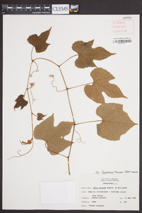 Vitis cinerea image