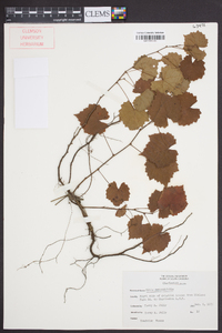 Vitis rotundifolia image