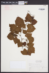 Vitis rotundifolia image