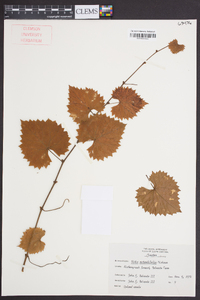 Vitis rotundifolia image