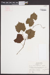 Vitis rotundifolia image