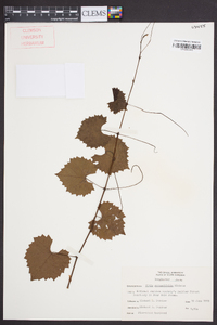 Vitis rotundifolia image