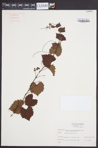 Vitis rotundifolia image