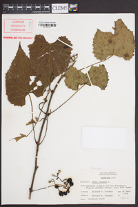 Vitis vulpina image