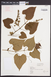 Vitis vulpina image