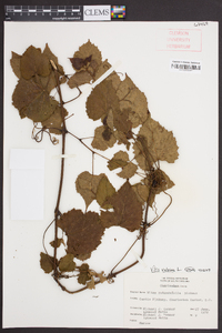 Vitis vulpina image