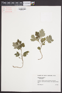 Artemisia vulgaris image