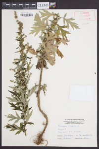 Artemisia vulgaris image