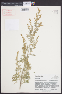 Artemisia absinthium image