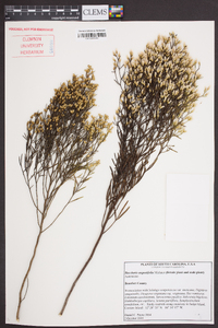 Baccharis angustifolia image