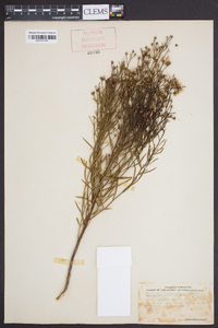 Baccharis angustifolia image