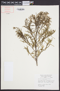 Baccharis angustifolia image