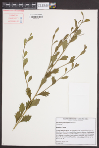 Baccharis glomeruliflora image