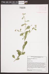 Baccharis glomeruliflora image