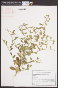 Baccharis glomeruliflora image