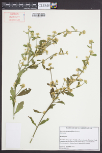 Baccharis glomeruliflora image