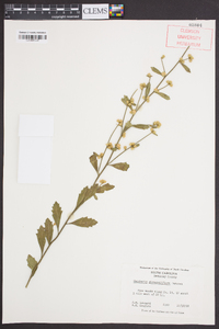 Baccharis glomeruliflora image