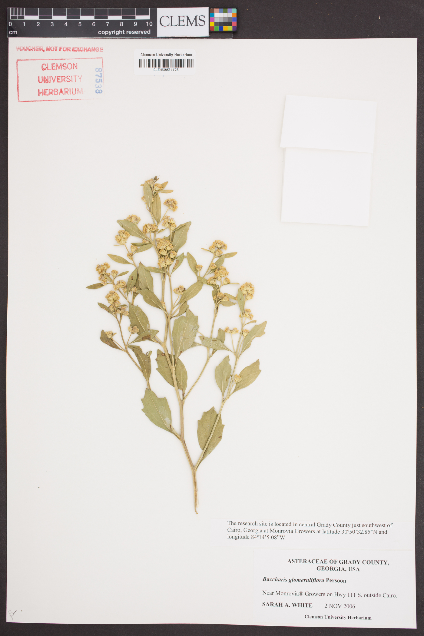 Baccharis glomeruliflora image