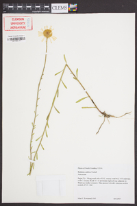 Balduina uniflora image