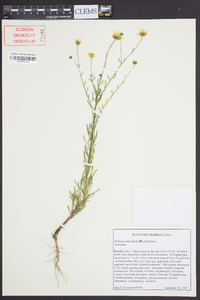 Balduina angustifolia image